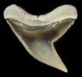 Fossil Tiger Shark Tooth - Lee Creek (Aurora), NC #47668-1
